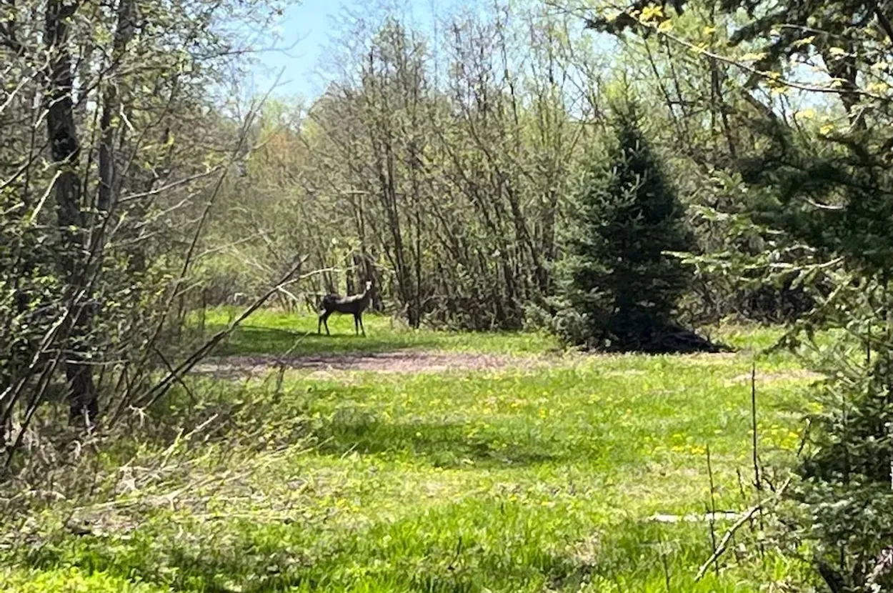 Whitetail listing photo 3 for Douglas County Wisconsin wildland