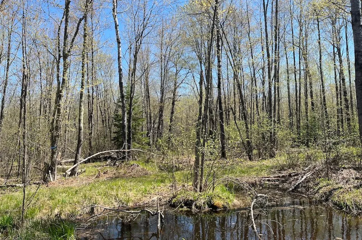Whitetail listing photo 4 for Douglas County Wisconsin wildland
