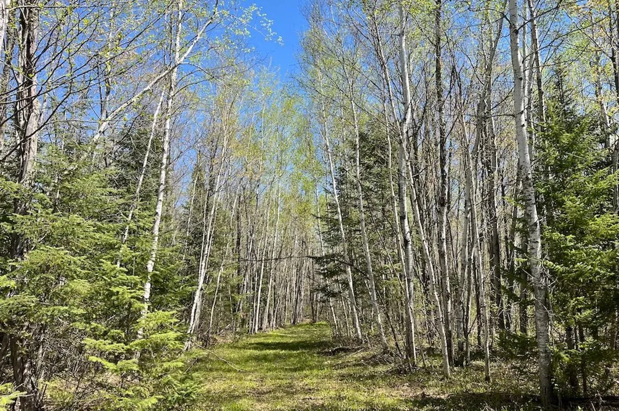 Whitetail listing photo 5 for Douglas County Wisconsin wildland