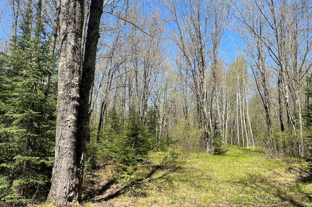Whitetail listing photo 9 for Douglas County Wisconsin wildland
